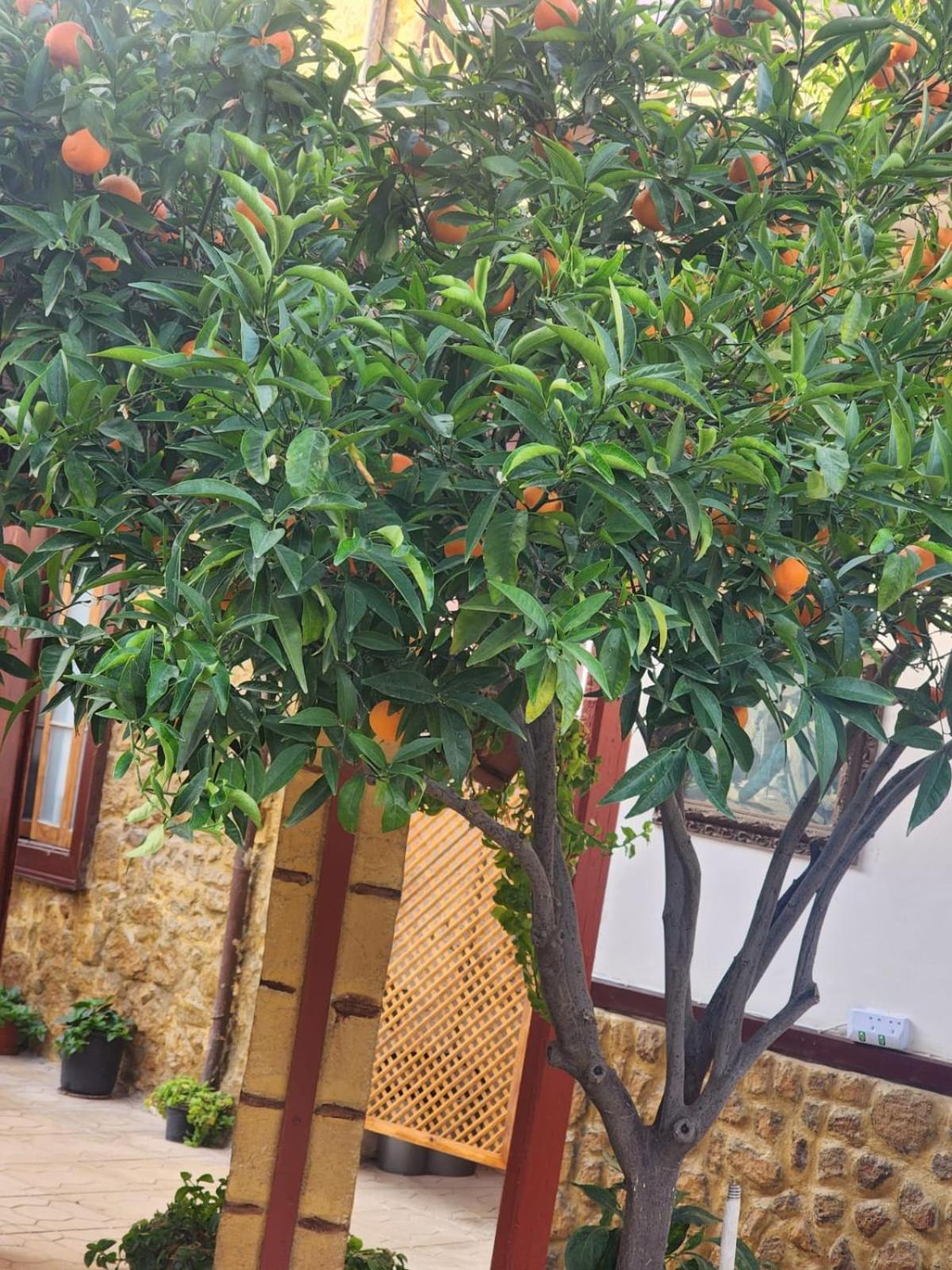 Aksaray Boutique Hotel Nicosia Esterno foto